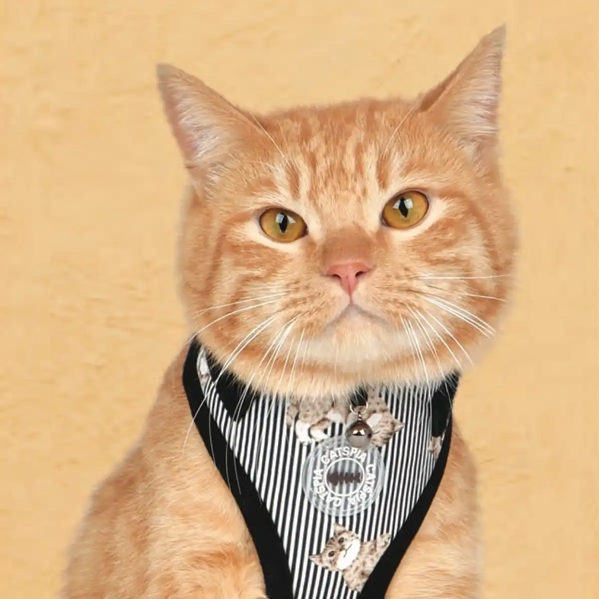 PetLondon — photo 2