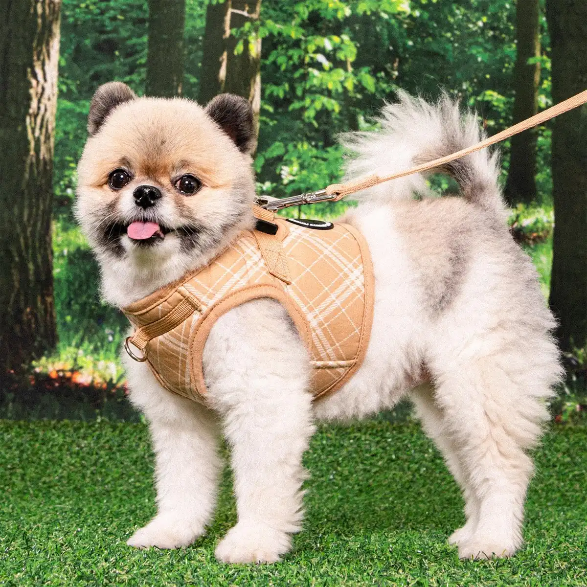 PetLondon — photo 3