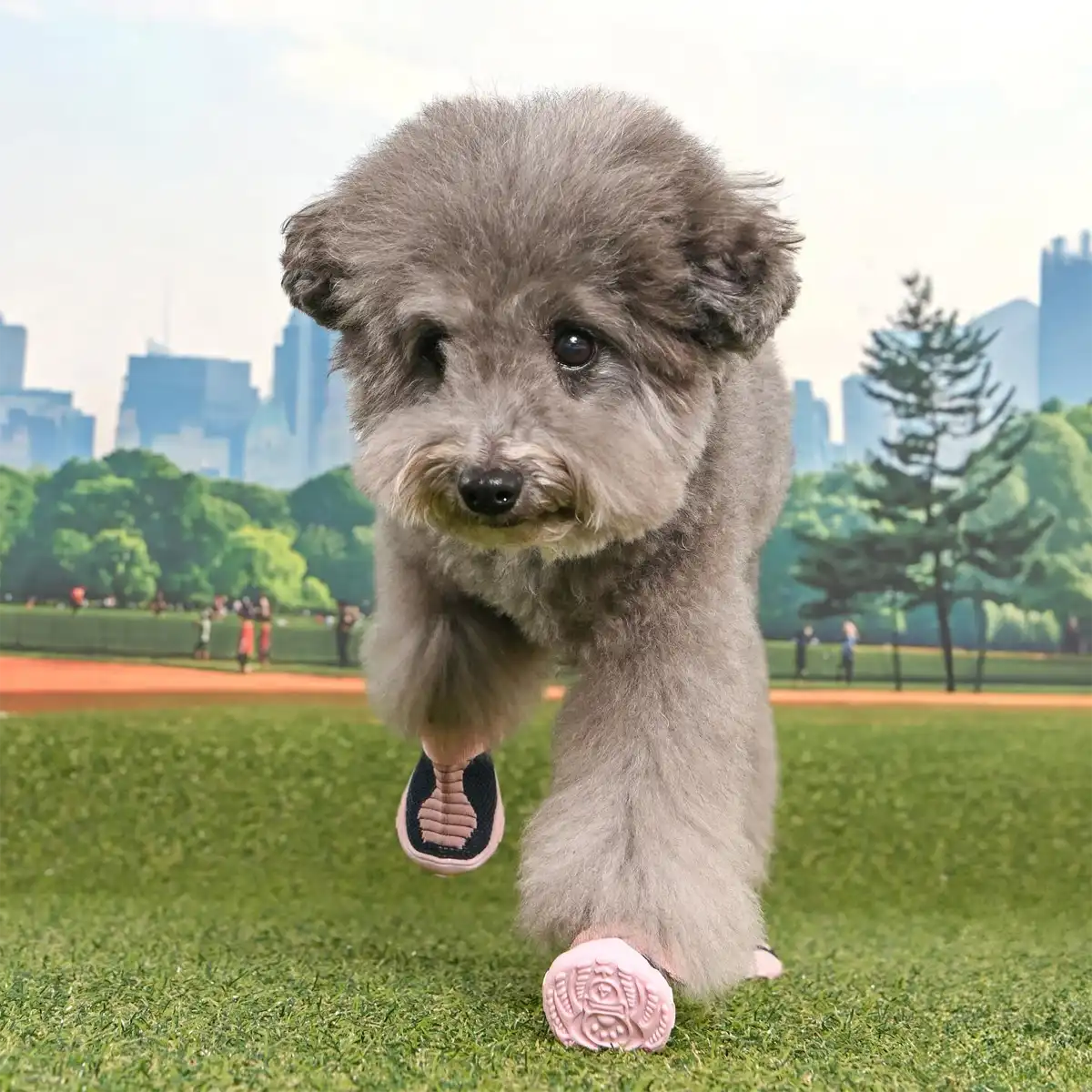 PetLondon — photo 4