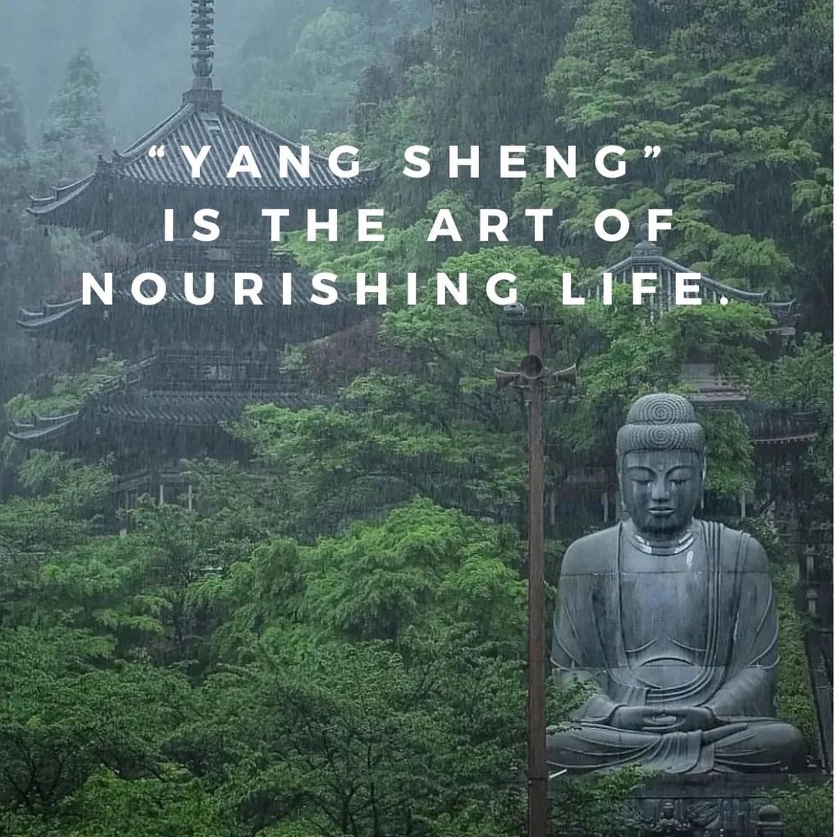 Yang Sheng Academy of Acupuncture and Chinese Medicine photo 3