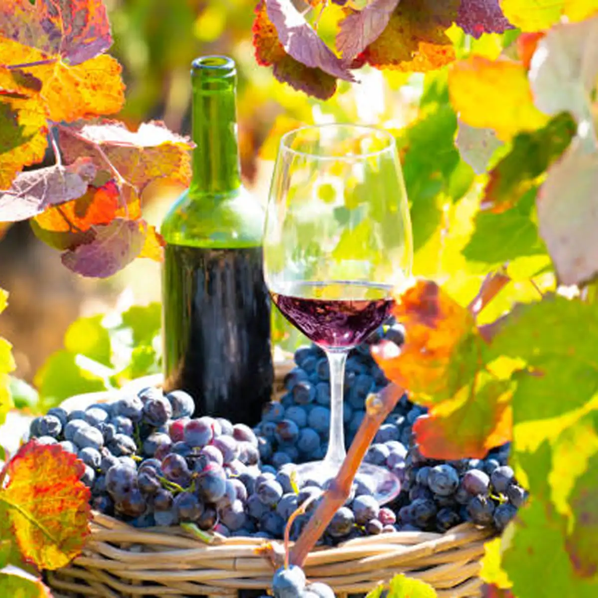 vegan wine, natural wine, wine labels