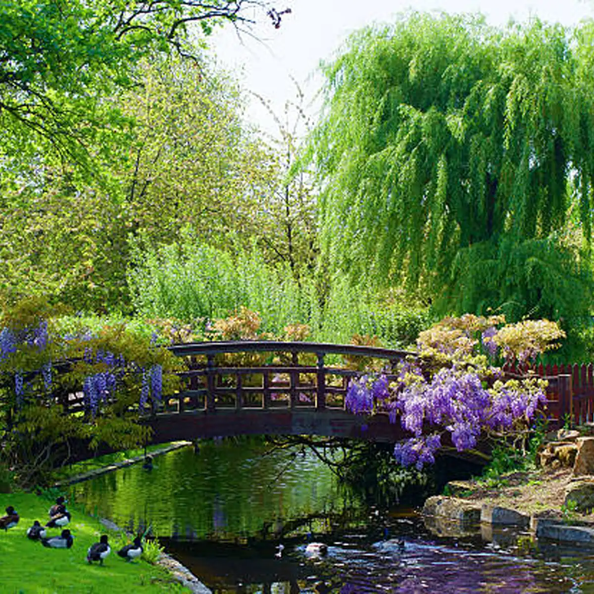 Regent's Park, Regent's Park activities, Marylebone residents