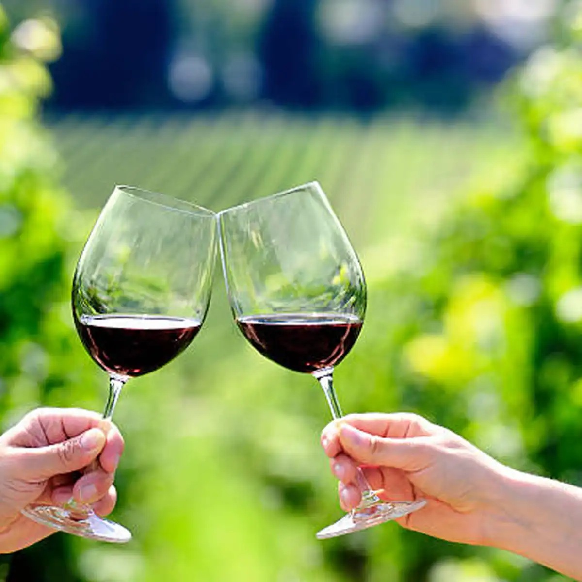 vegan wine, natural wine, wine labels